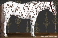 Horse Color:Liver Chestnut Appaloosa 