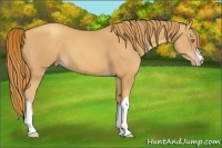 Horse Color:Gold Champagne