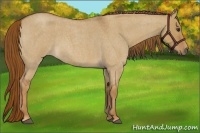 Horse Color:Red Dun Roan