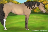 Horse Color:Amber Champagne 