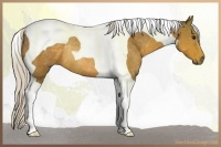 Horse Color:Silver Buckskin Tobiano Rabicano