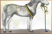 Horse Color:White Spotted Silver Grullo Chinchilla 