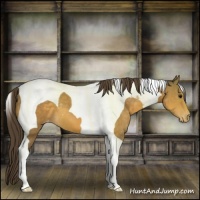 Horse Color:Buckskin Tobiano Appaloosa 