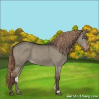 Horse Color:Liver Red Dun 