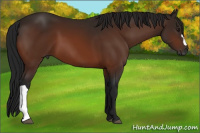 Horse Color:Gray Bay 