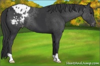 Horse Color:Black Appaloosa
