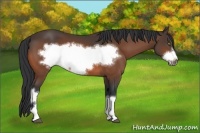 Horse Color:Bay Frame 