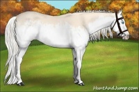 Horse Color:Perlino Splash  and Silver Perlino Splash 