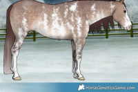 Horse Color:Chocolate Brown Dun Sabino Rabicano