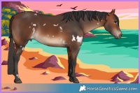 Horse Color:White Spotted Bay Rabicano 