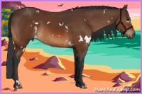 Horse Color:White Spotted Bay Rabicano 
