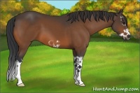 Horse Color:Bay Splash Frame 