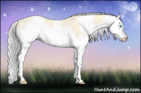 Horse Color:Cremello Splash and Gray Cremello Splash
