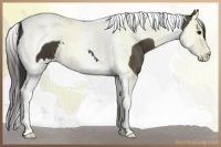 Horse Color:Smoky Black Splash Tobiano 