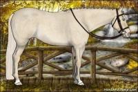 Horse Color:Cremello Roan