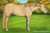 Horse Color:Gold Champagne 