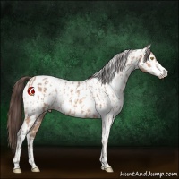 Horse Color:Amber Champagne Leopard  and Amber Champagne Fewspot 