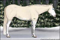 Horse Color:Cremello Splash  and Perlino Splash 