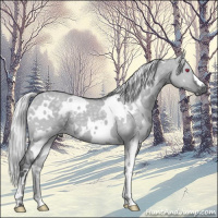 Horse Color:White Spotted Silver Grullo Chinchilla 