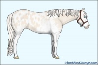 Horse Color:White Spotted Cremello Appaloosa
