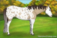 Horse Color:Brown Dun Splash Near Leopard