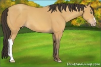Horse Color:Amber Champagne 