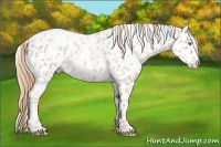 Horse Color:Gold Champagne Roan Appaloosa Rabicano 