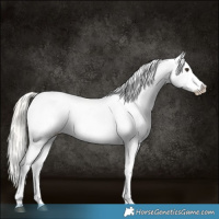 Horse Color:Liver Chestnut Mushroom Appaloosa 