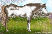 Horse Color:Chocolate Palomino Frame Appaloosa