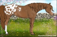Horse Color:Chestnut Appaloosa