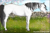 Horse Color:White Spotted Bay 