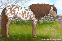 Horse Color:Chestnut Appaloosa