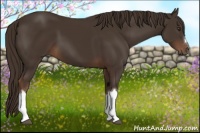 Horse Color:Liver Chestnut 