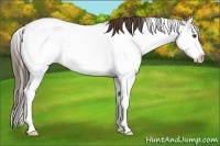 Horse Color:Liver Chestnut Sabino Appaloosa 