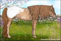 Horse Color:Gold Champagne Appaloosa 