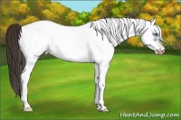 Horse Color:White Spotted Liver Chestnut Splash Frame Appaloosa 