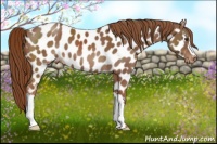 Horse Color:Chestnut Near Leopard