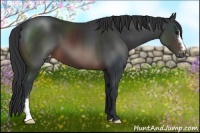 Horse Color:Brown Appaloosa 