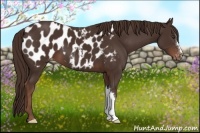Horse Color:Liver Chestnut Appaloosa 