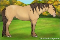 Horse Color:Amber Champagne 