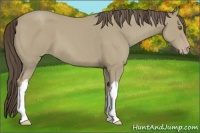 Horse Color:Classic Cream Champagne