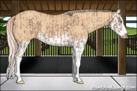 Horse Color:Gray Cremello Splash and Gray Cremello Dun Splash