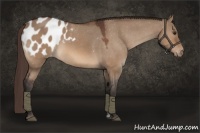 Horse Color:Brown Dun Appaloosa 