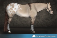 Horse Color:Brown Dun Blanket