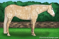 Horse Color:Cremello Dun Splash and Palomino Dun Splash