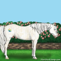 Horse Color:Cremello Splash  and Cremello Splash Appaloosa 