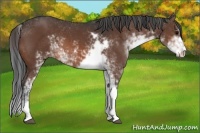 Horse Color:Brown Sabino