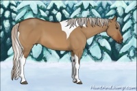 Horse Color:Silver Bay Dun Tobiano