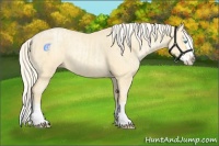Horse Color:Cremello Splash  and Palomino Pearl Splash 