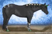 Horse Color:Black Tobiano and Black Rabicano